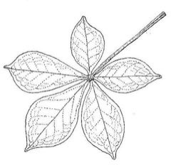 Vitex payos Chocolate Berry